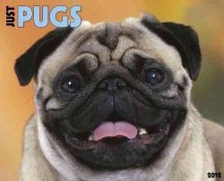 Pugs 2012 Calendar (Calendar)