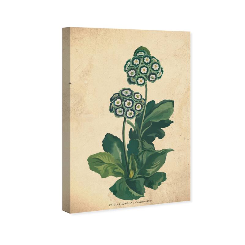 Wynwood Studio Canvas Floral and Botanical Primula Auricula Botanical Green and Dark Purple Traditional Wall Art Canvas Print