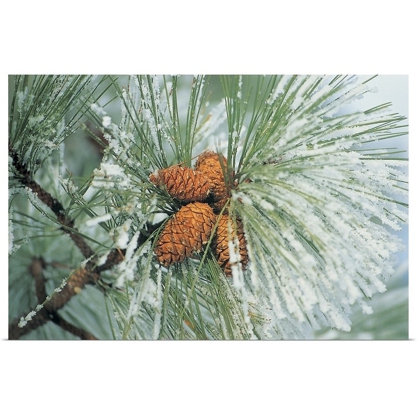 "Snow covered pine cones on branch" Poster Print