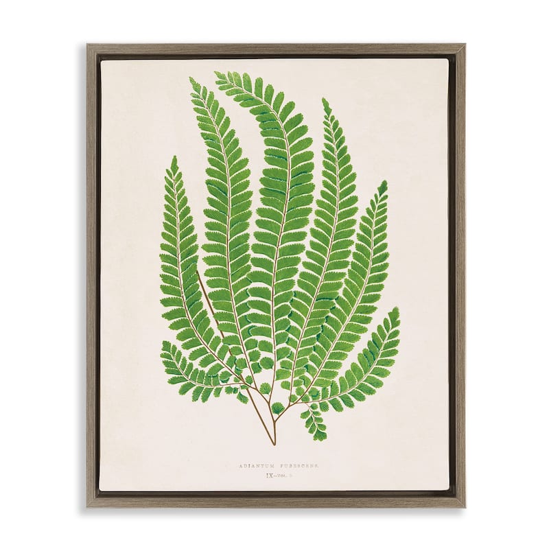 Stupell Cottage Ferns Study Framed Floater Canvas Wall Art Design By Phillipa Katz - 25 x 31 - Brown
