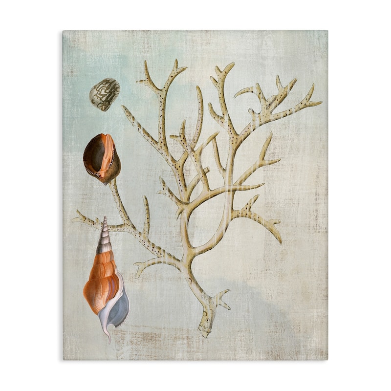 Stupell Seashells and Coral Branch Canvas Wall Art Design By Susan Arnot - 24 x 30