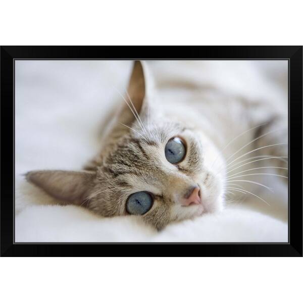 Shop Pretty White Cat With Blue Eyes Laying On Couch Black