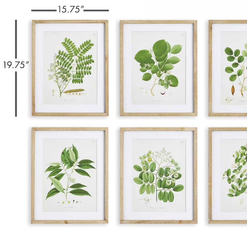 Tree Leaf Study
