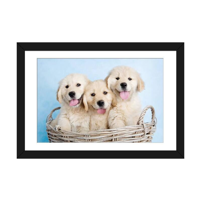 iCanvas "Buffy, Biskit, And Beau" by Rachael Hale - Black - 24x32x1