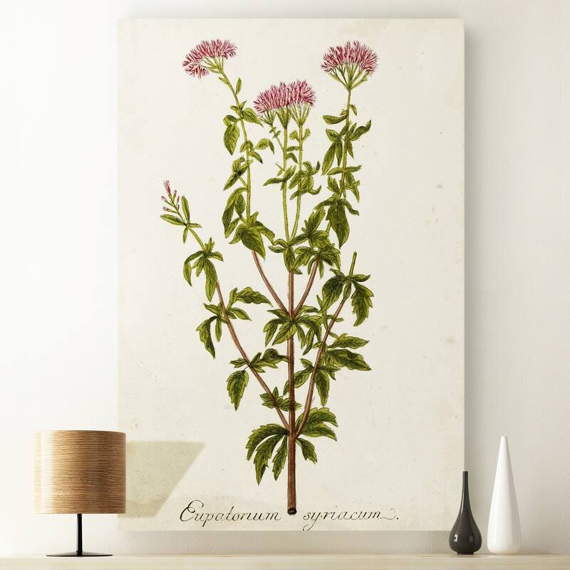Antique Herb Botanical I -Premium Gallery Wrapped Canvas