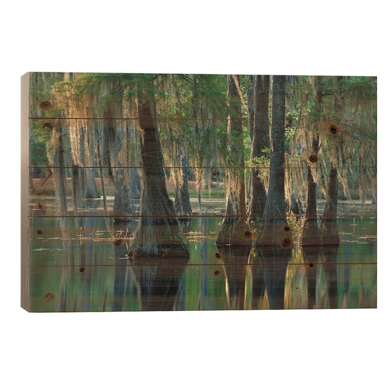Bald Cypress Swamp, Sam Houston Jones State Park, Louisiana Print On Wood by Tim Fitzharris - Multi-Color - 26x40x1.5