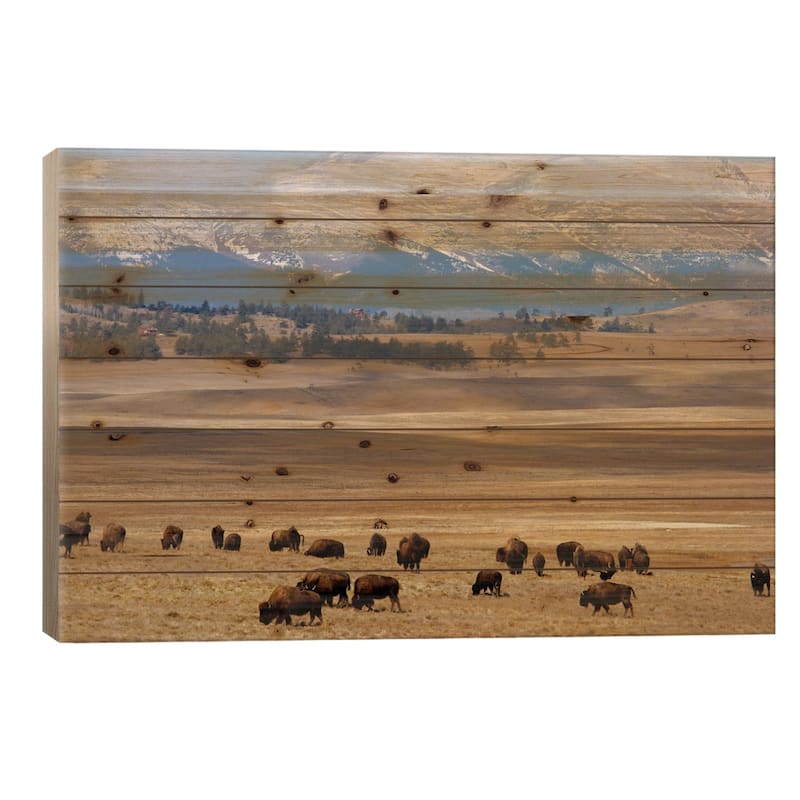 Grazing Bison (American Buffalo) Herd On The Plain, Pike National Forest, Colorado, USA Print On Wood by Cindy Miller Hopkins - 18x26x1.5