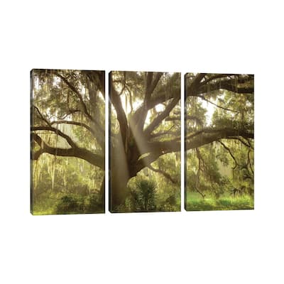iCanvas "Beautiful Southern Live Oak tree, Florida" by Maresa Pryor 3-Piece Canvas Wall Art Set