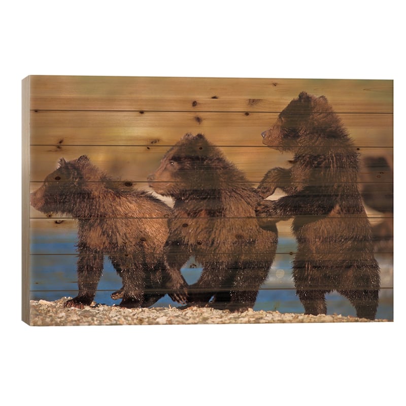 Three Grizzly Cubs Cautiously Wait For Their Mother Streamside, Katmai National Park & Preserve Print On Wood by Steve Kazlowski - 18x26x1.5