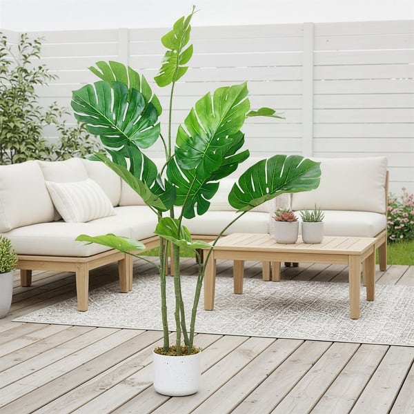 69686 philodendron care Philodendron 69686 XL