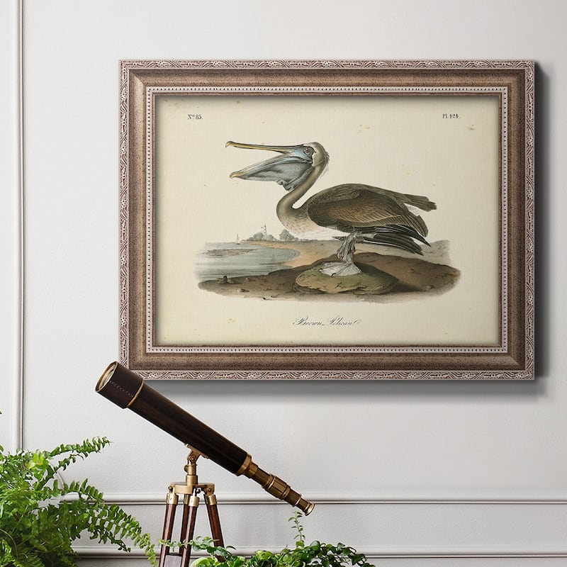 Audubons Brown Pelican Premium Framed Canvas- Ready to Hang