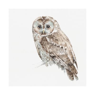 Forest Friends IX (Owl) (41 x 41) Canvas Art Print