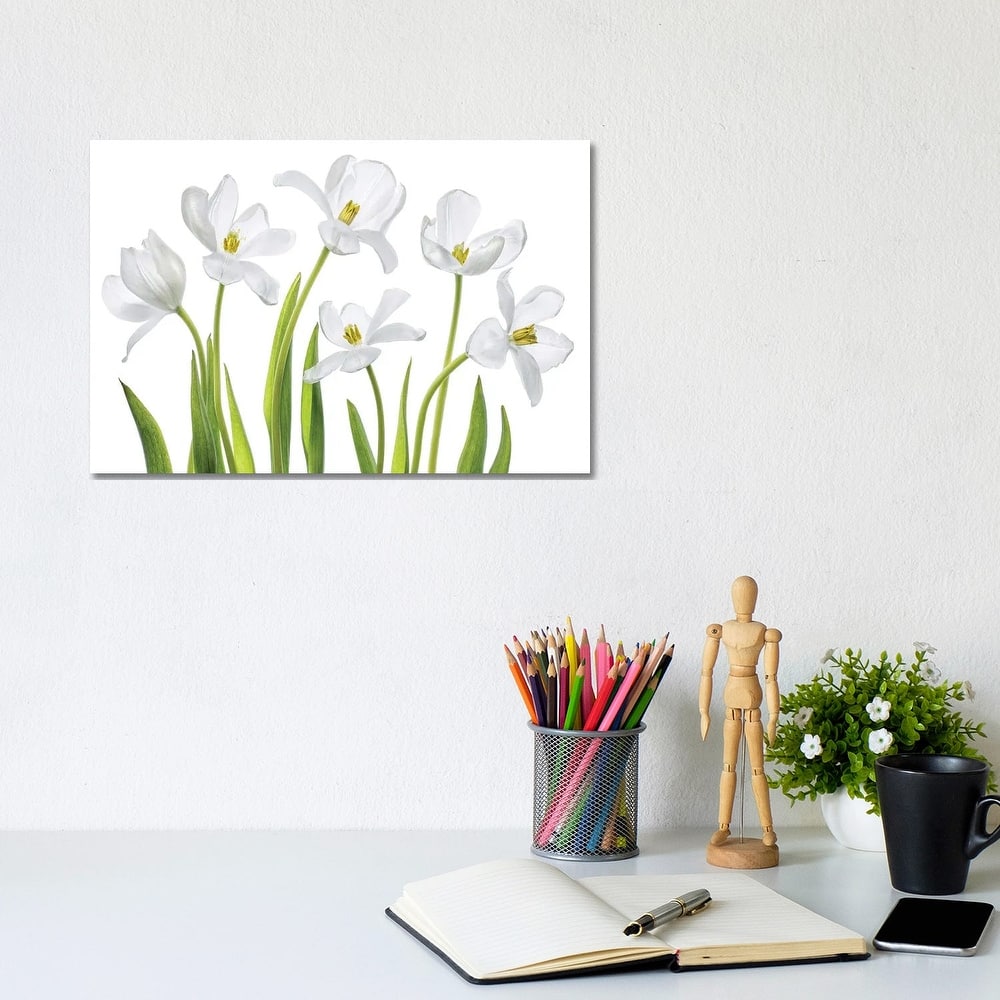 iCanvas "White Tulips" by Mandy Disher Canvas Print