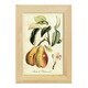preview thumbnail 4 of 138, Printed Tuscan Fruits IV -Framed Print w/glass-Cherry Red 4x6 - Natural