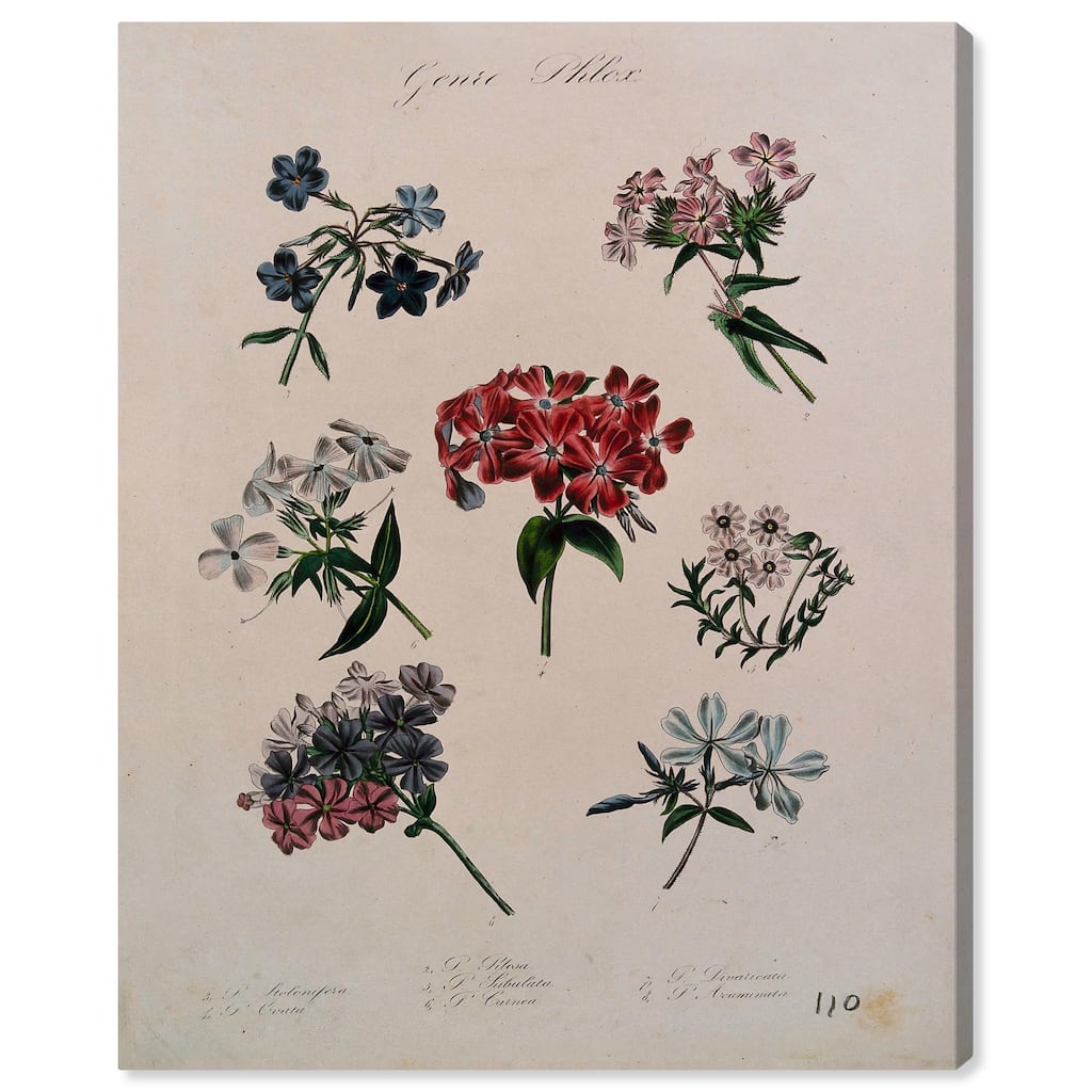 Seven Flowering Plants Canvas by Art Remedy, Gallery Wrapped