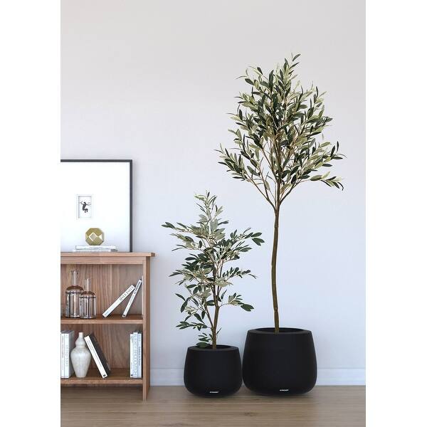 lucky bamboo tree plant Lucky Bamboo | Dracaena Sanderiana main image 1