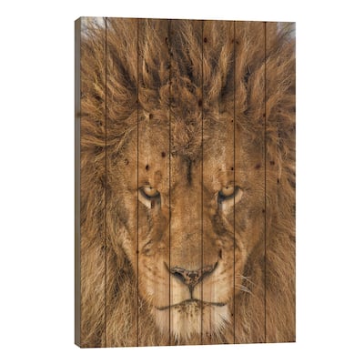 Serious Lion Print On Wood by Mike Centioli - Multi-Color