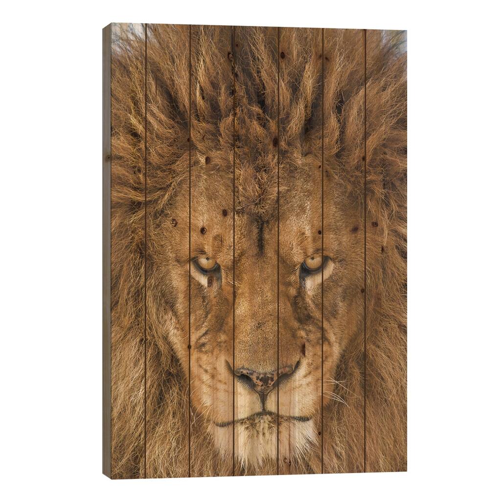 Serious Lion Print On Wood by Mike Centioli - Multi-Color