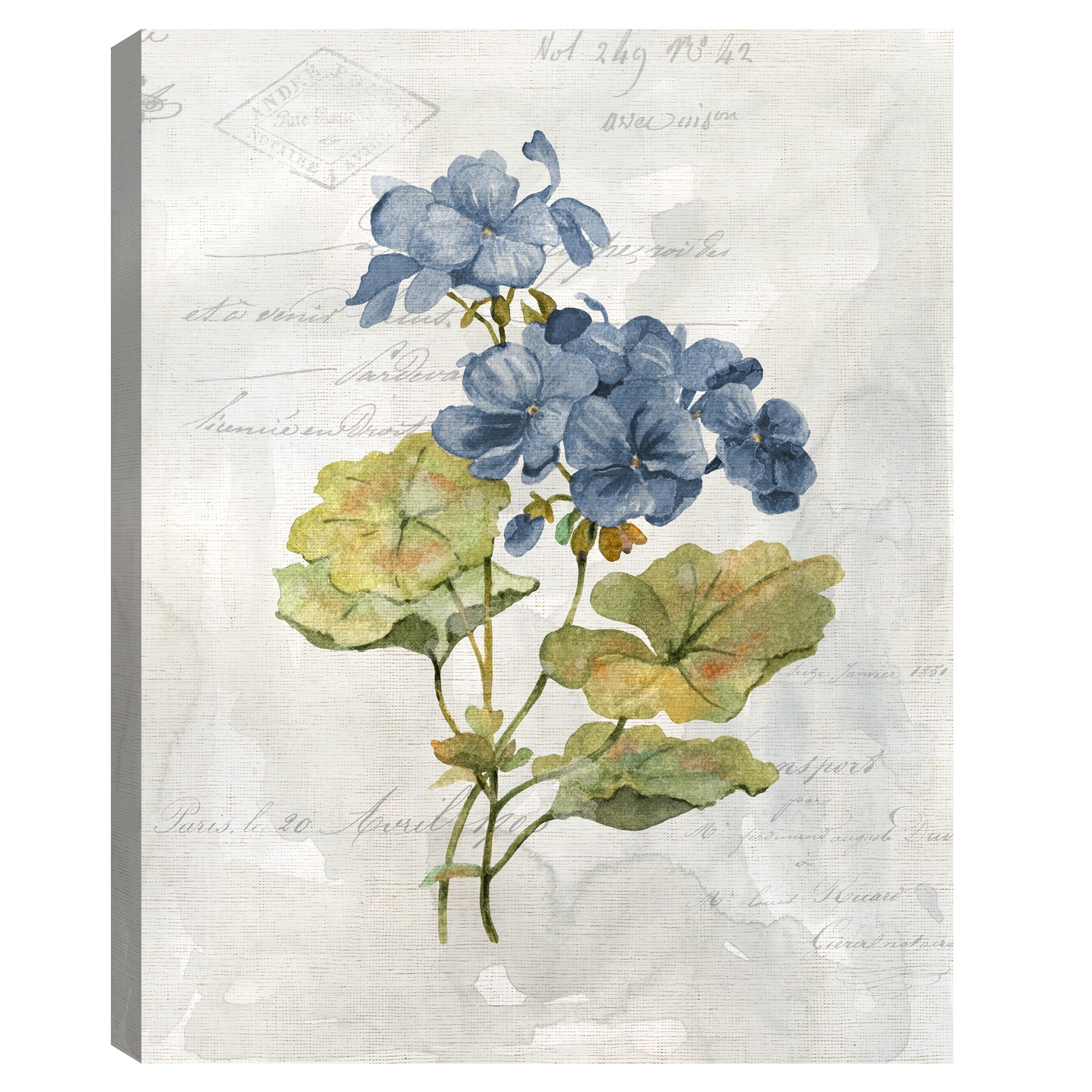 Blue Linen Geranium by Carol Robinson Canvas Art Print