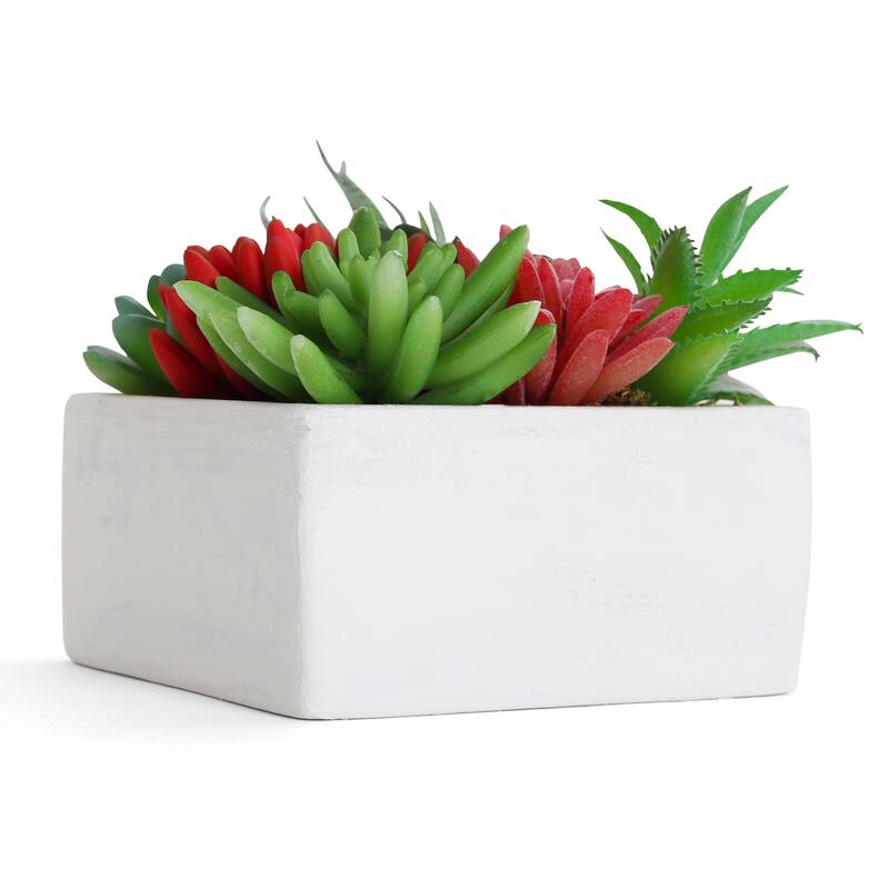 Succulent Garden - Mini - Tucson - 1 Pack