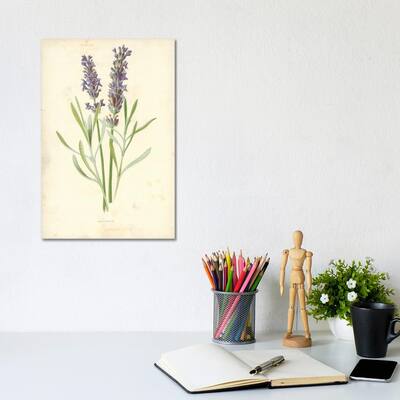 iCanvas "Lavender (Illustration From Familiar Garden Flowers, 1st Series)" by Frederick Edward Hulme Canvas Print