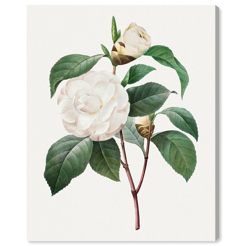 White Camellia Canvas by Art Remedy, Gallery Wrapped - 36" x 45"