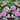 Lovely Lilac Dahlias - 20 Bulbs -  Soft Pink-Purple Flowers Attracts Butterflies, Bees & Hummingbirds - 20 Bulbs