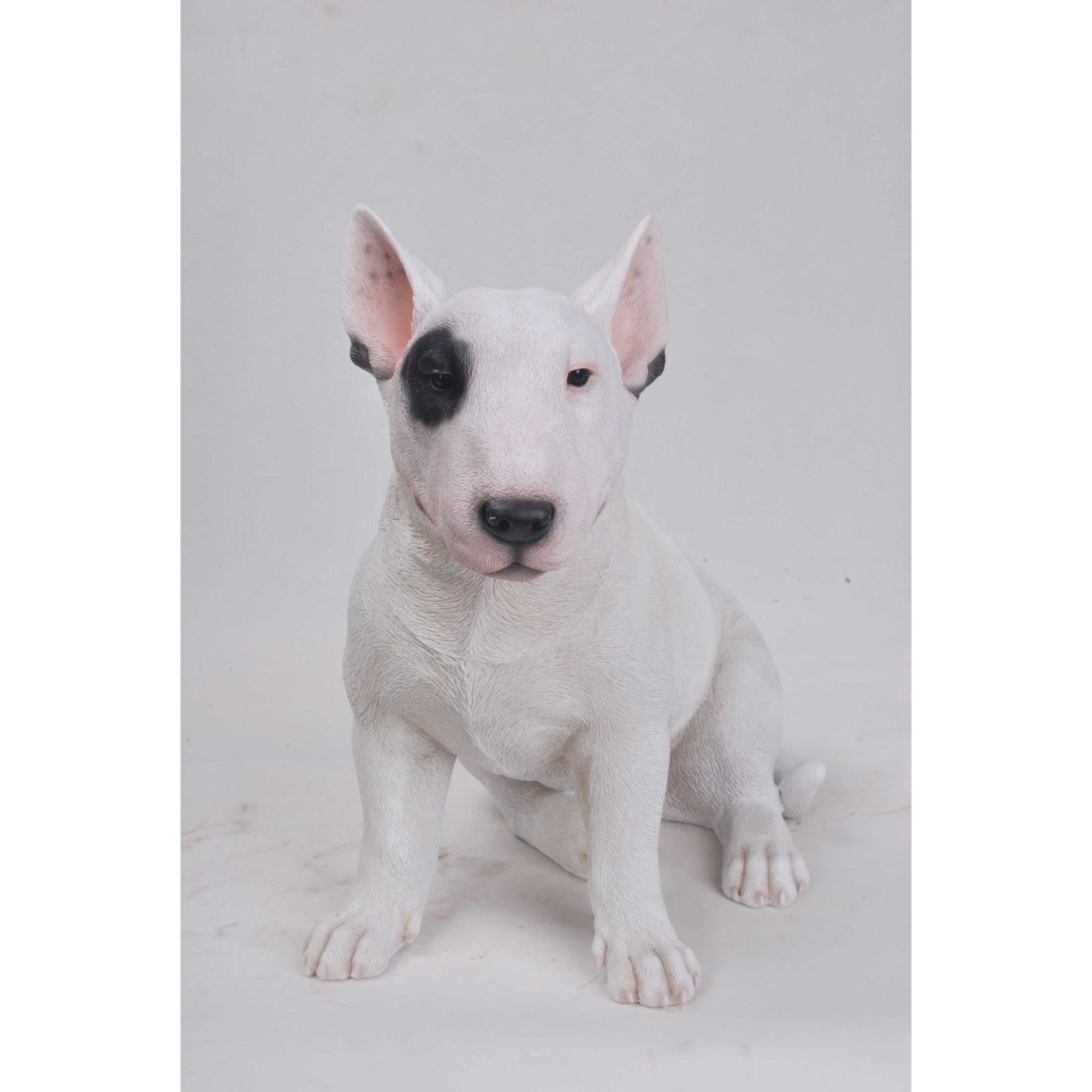 bull terrier beige