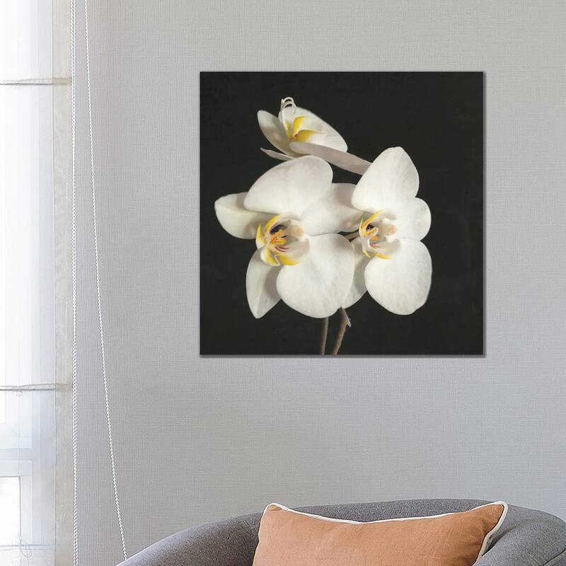 iCanvas "Black And White Orchid II" by Cassia Beck Canvas Print - 26x26x1.5