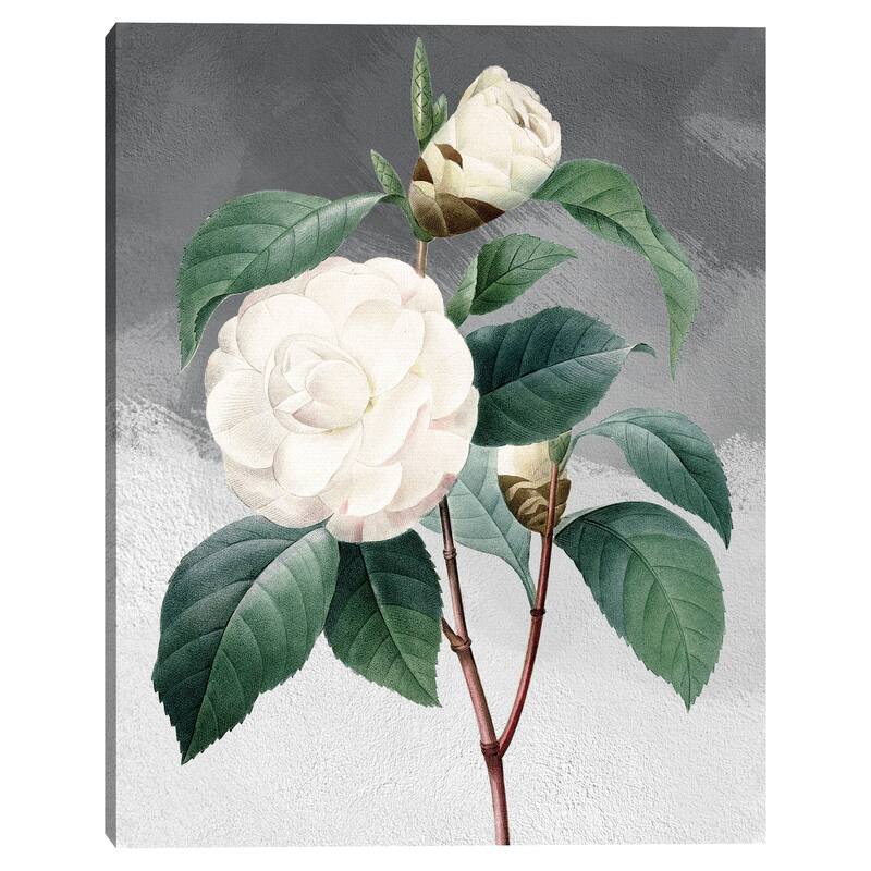 White Common Camellia Grey by Design Lab Canvas Art Print