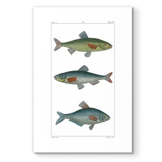 Freshwater Fish Iii -premium Gallery Wrapped Canvas - Bed Bath & Beyond 