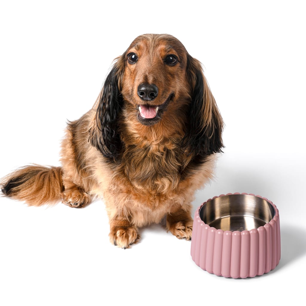 Intersecta Concrete & Steel Pet Feeder - 16oz with Metal Stand