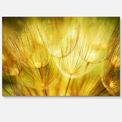 Soft Yellow Dandelion Flowers - Floral Photography Glossy Metal Wall Art