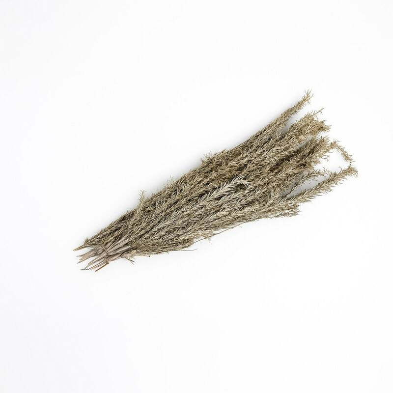 Long Dried Pagima Spray Bundles - 24.5" - White-Wash Finish