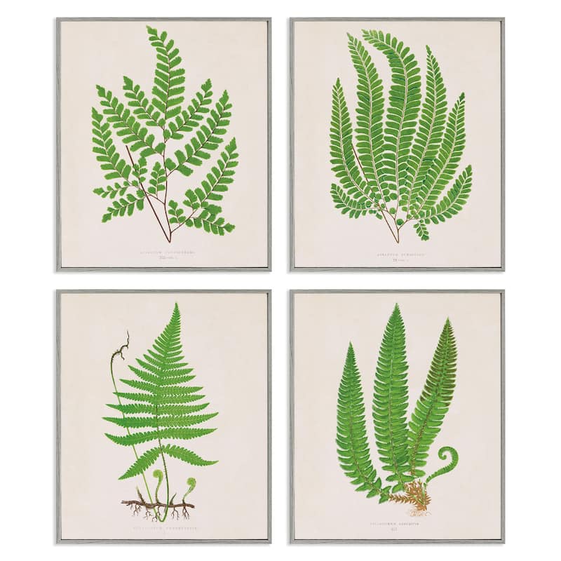 Stupell Subtle Green Fern Branches Framed Giclee Art Design By Phillipa Katz (Set of 4) - 11 x 14 - Grey