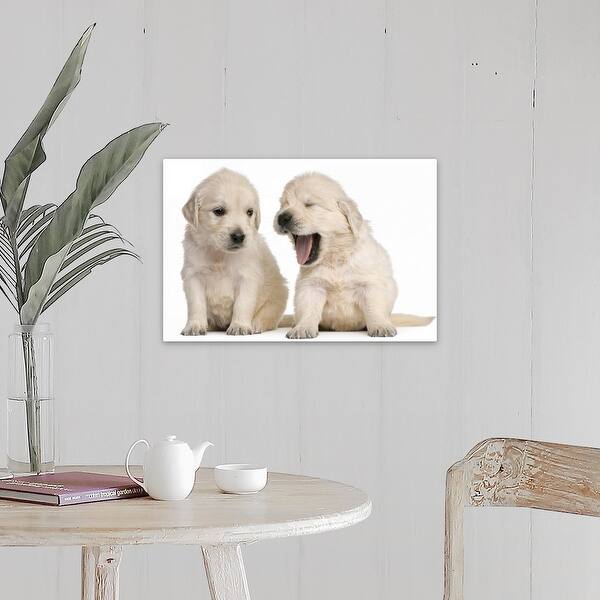 Golden Retriever Puppies 4 Weeks Old Canvas Wall Art Overstock 16481714