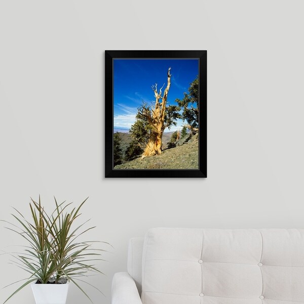"Bristle Cone Pine in side of hill, California" Black Framed Print