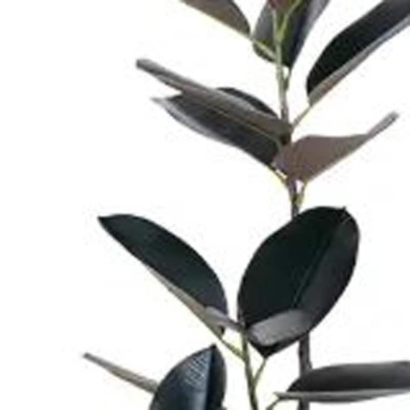 HomeRoots 71" Black Artificial Rubber Tree in a White Pot - 9.06 in. x 70.87 in. x 9.06 in.