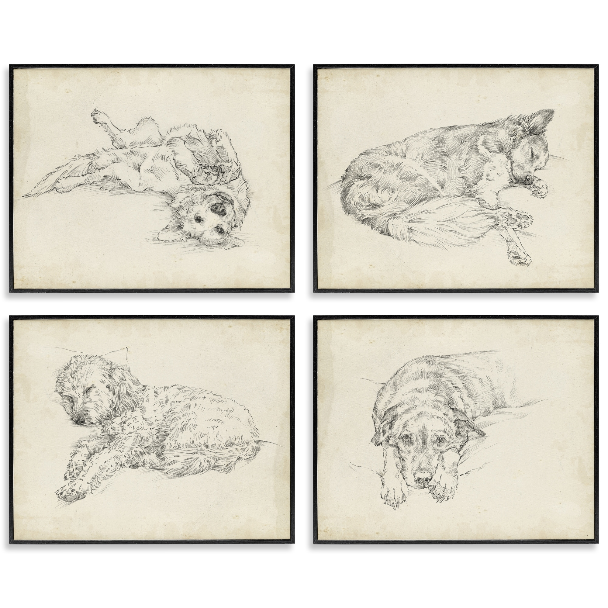 Stupell Antique Dog Sketch Framed Giclee Art Design By Ethan Harper (Set of 4)