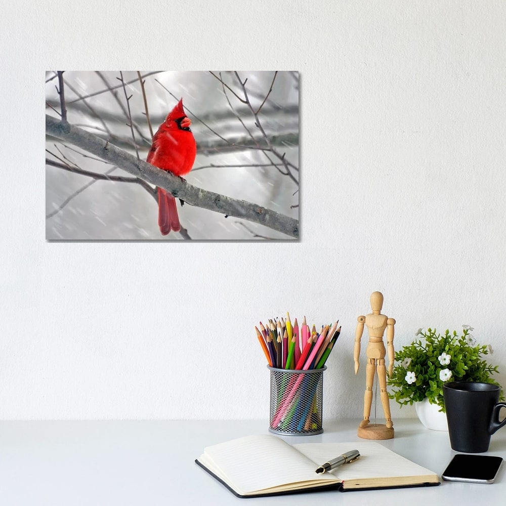 iCanvas "Cardinal Bird" by Unknown Artist Canvas Print