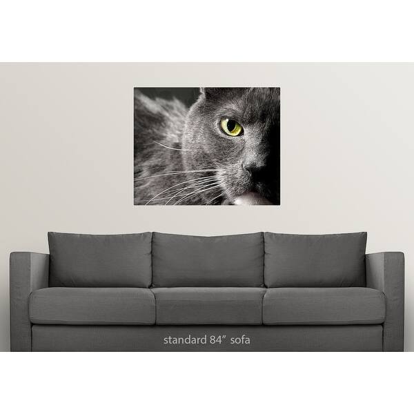 Shop A Very Close Image Of A Gray Cat S Face Showing Only One
