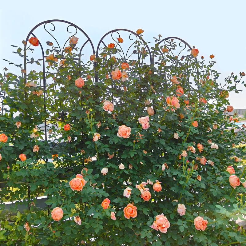 2 Pack Black Galvanized Metal Climbing Plant Trellis for Garden Yard or Outdoor Vertical Growth - 19.7”W x 86.7”H