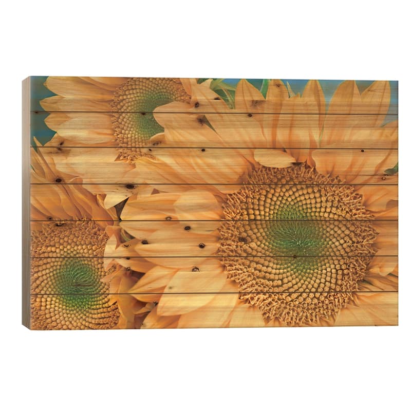 Common Sunflower Group Showing Symmetrical Seed Heads, North America II Print On Wood by Tim Fitzharris - Multi-Color - 18x26x1.5