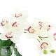 preview thumbnail 5 of 3, Orchid and Philodendron Arrangement - 18