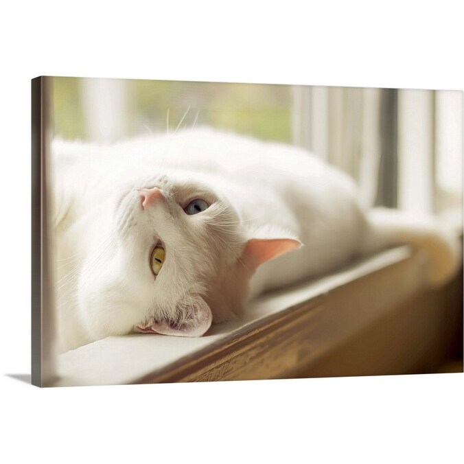 Shop A White Cat With One Blue Eye And One Yellow Eye Lounging In