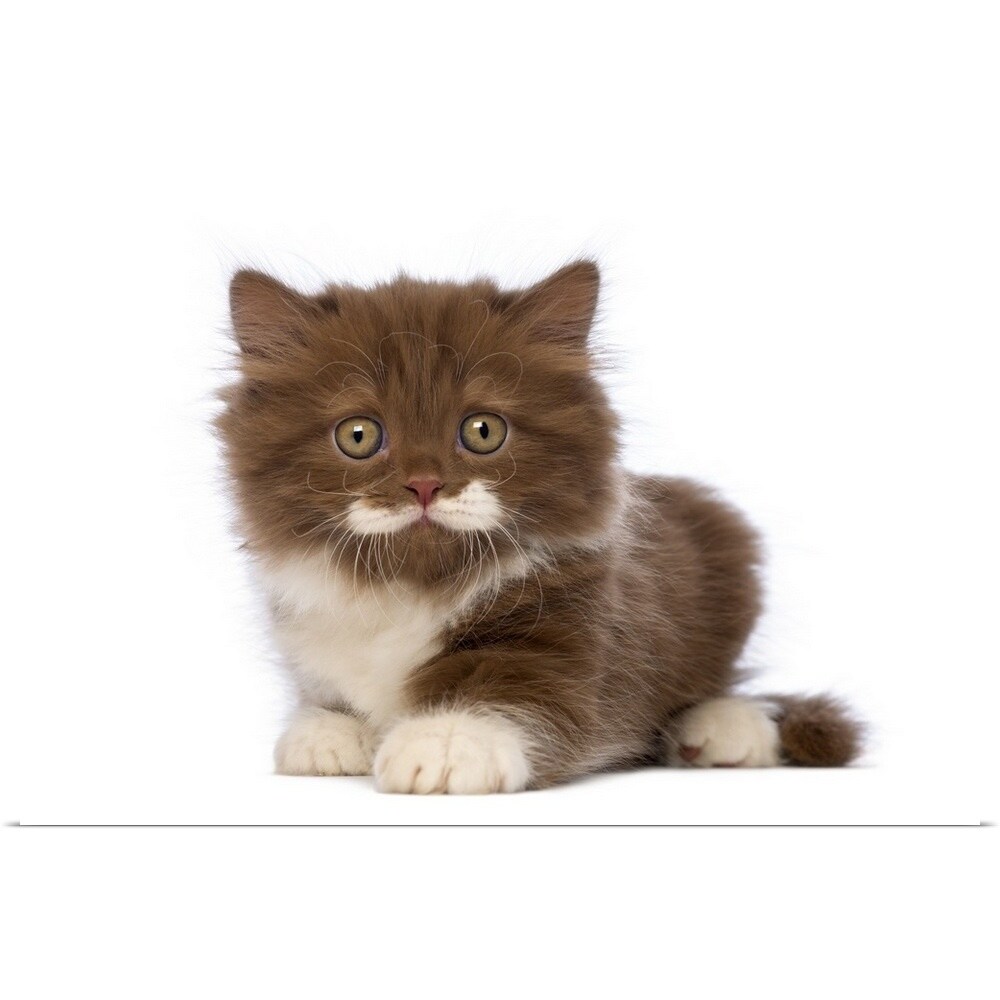 Shop British Longhair Kitten Lying Poster Print Overstock 16478806