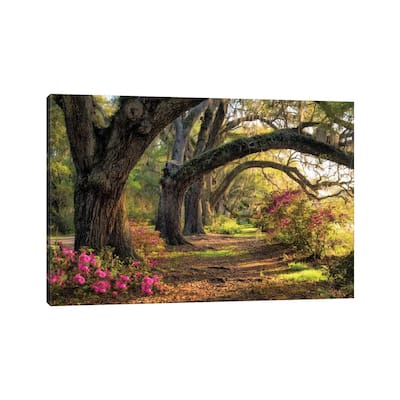 iCanvas "Under The Live Oaks I" by Danny Head Canvas Print