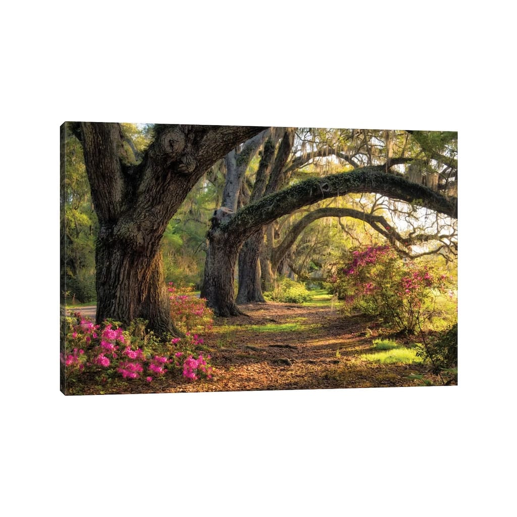 iCanvas "Under The Live Oaks I" by Danny Head Canvas Print