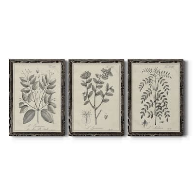 Antique Black & White Botanical VII-Premium Framed Canvas - Ready to Hang - Multi-Color