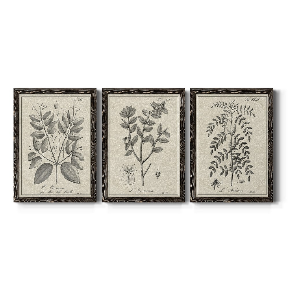 Antique Black & White Botanical VII-Premium Framed Canvas - Ready to Hang - Multi-Color